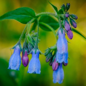 Natural Blue Bells - Image