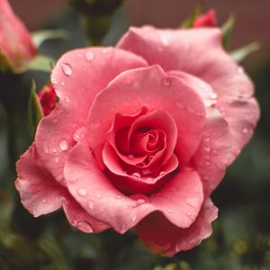 Natural Rose - Image