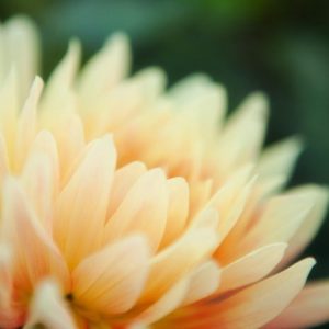 New Bloom - Image