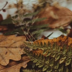 Oak & Fern Leaves - Image