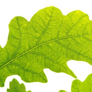 Oak Leaf - Image
