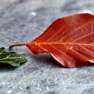 Old and New Leaves - Image