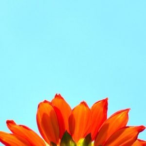 Orange Blossom on Blue - Image