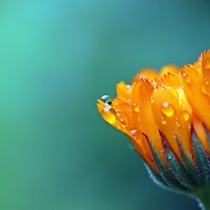 Orange Marigold Calendula - Image
