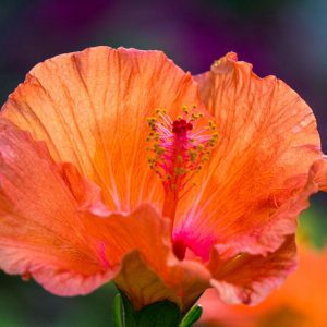 Orange & Pink Hibiscus - Image
