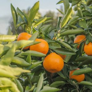 Orange Tree - Image