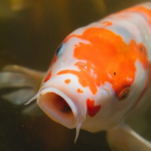Orange and White Koi Fish - Image