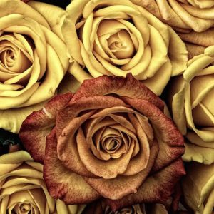 Pale Roses - Image