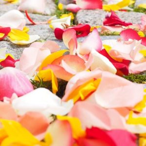 Path Of Rose Petals - Image