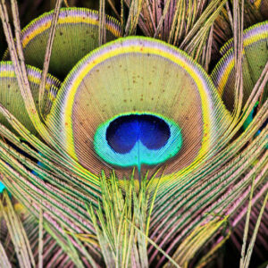 Peacock Feather - Image