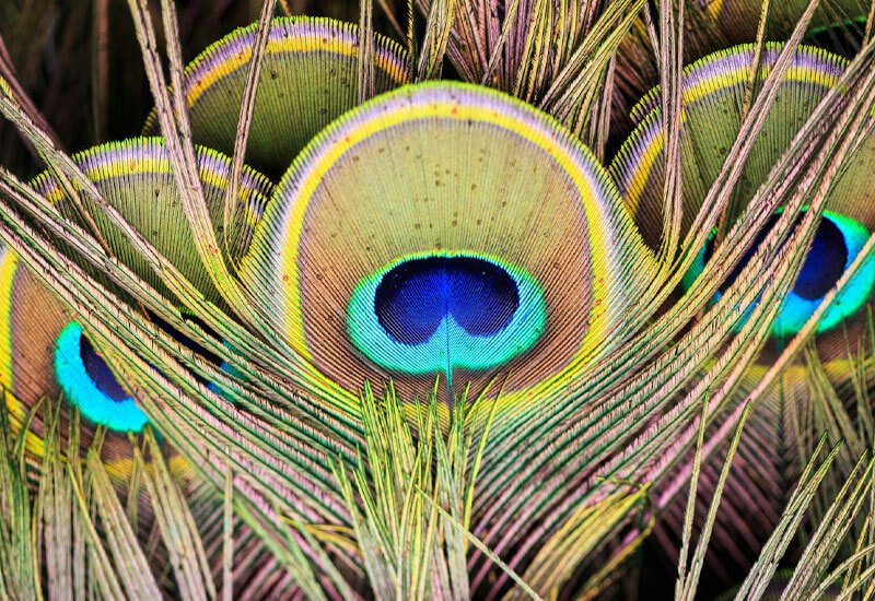 Peacock Feather Image