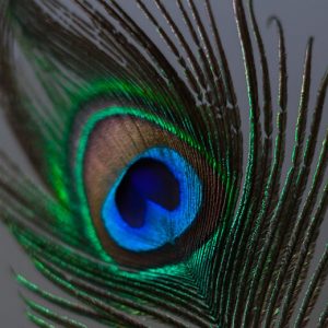 Peacock Feather - Image
