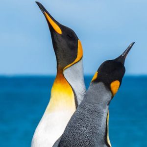 Penguins - Image