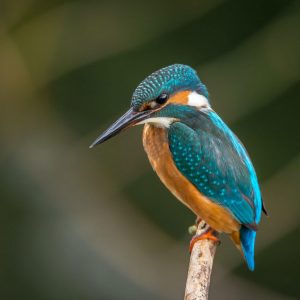 Perched Blue And Orange Bird - Image