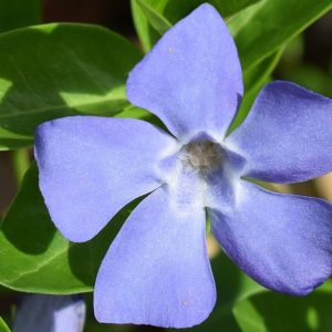Periwinkle Blue - Image