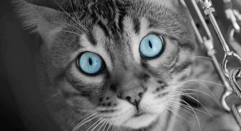 Mind-blowing Examples of Selective Color Photography - Cover Image