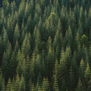 Pine Forest - Image
