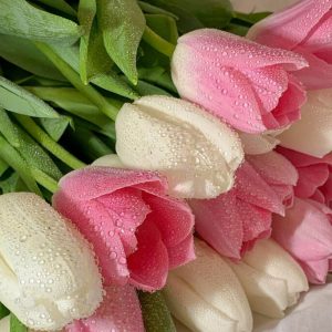 Pink and White Tulips - Image