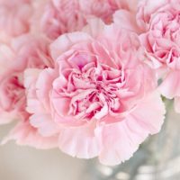 Pink Carnation - Image