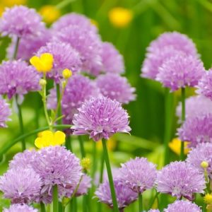 Pink Flowers in Spring - Image