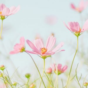 Pink Flowers on Spring - Image