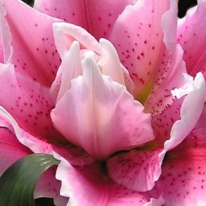 Pink Lilies Closeup - Image