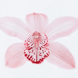Pink Orchid - Image