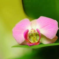 Pink Orchid Flower Love - Image
