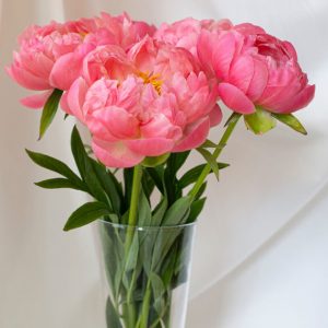 Pink Colored Roses - Image