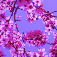 Blossoms in Pink on Blue Sky - Image