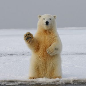 Polar Bear on Snow - Image