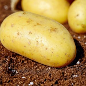 Potato Grounded - Image