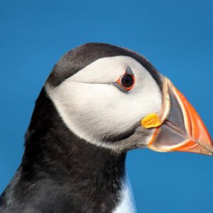 Cute Puffin - Image