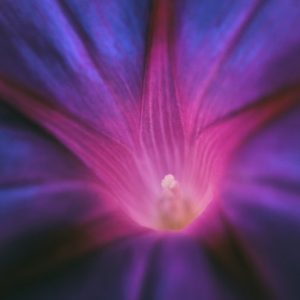 Purple Blossom - Image