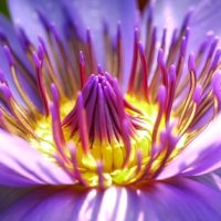 Purple Flower - Image