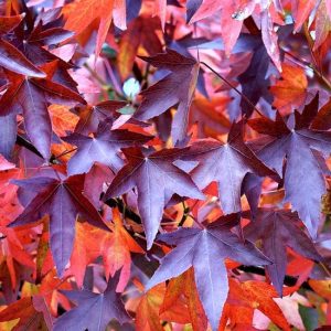 Purple Leaves of Fall - Image