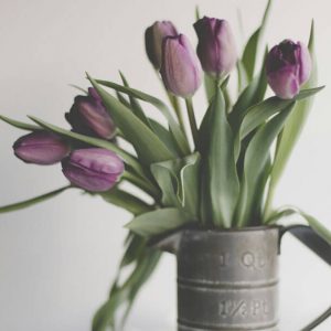 Purple Tulips - Image