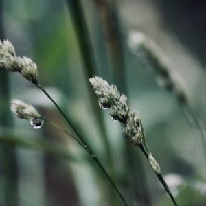 Rain In My Dreams - Image