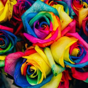 Rainbow Roses - Image