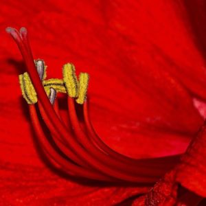 Red Amaryllis - Image