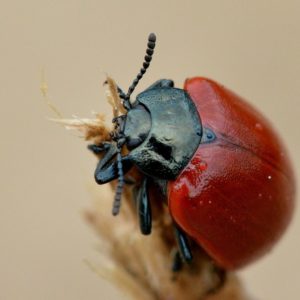 Red Beetle - Image