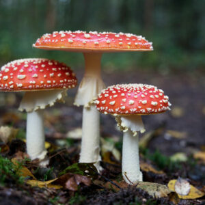 Red Capped Mushrooms - Image