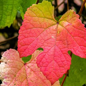 Red-Green Autumn Leaf - Image