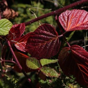 Red Leaves - Image
