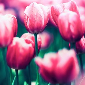 Red Tulips in Bloom - Image