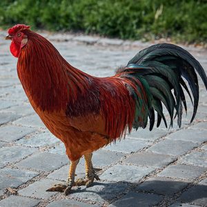 Reddish and Blackish Rooster - Image