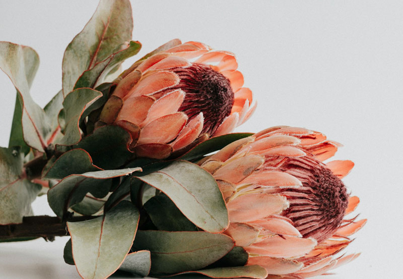 Retro Floral Image