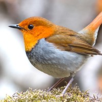 Robin Bird - Image