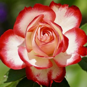 Rose Bicolored Flower - Image