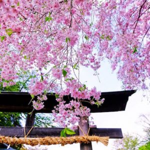 Sakura Festival - Image